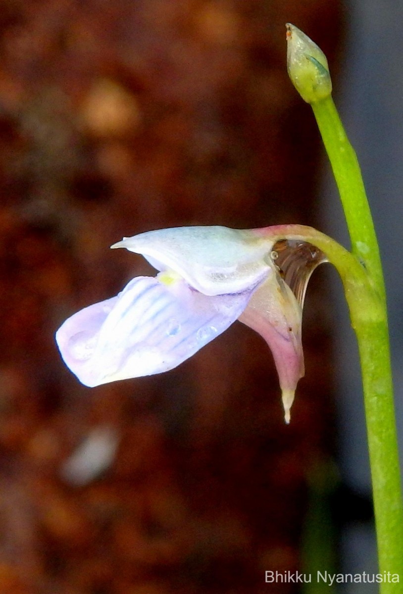 Utricularia uliginosa Vahl